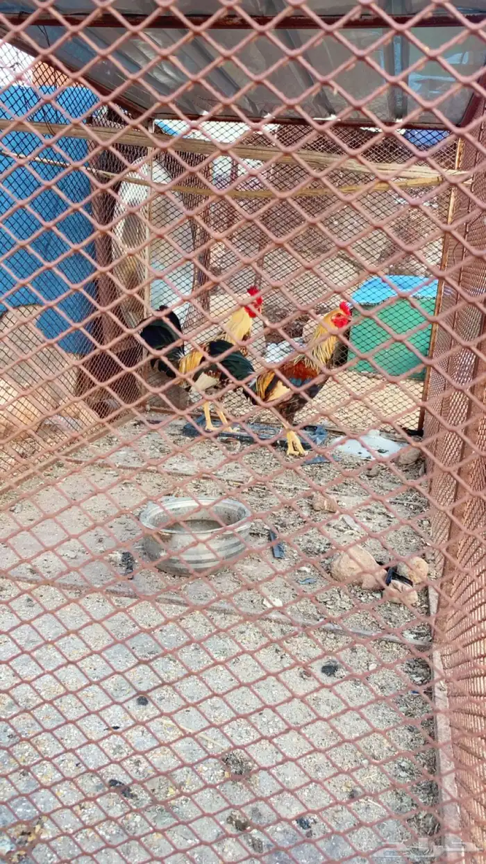 ديكه بلاديه 0