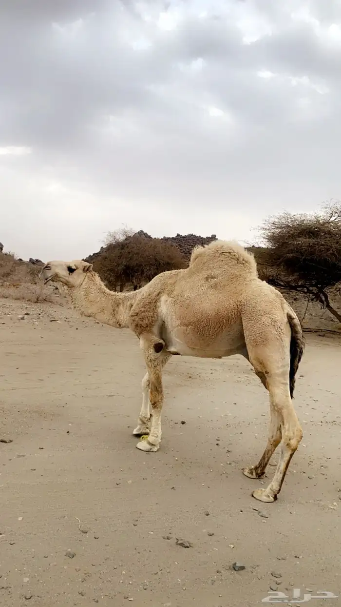 بعير فحل ثني 1