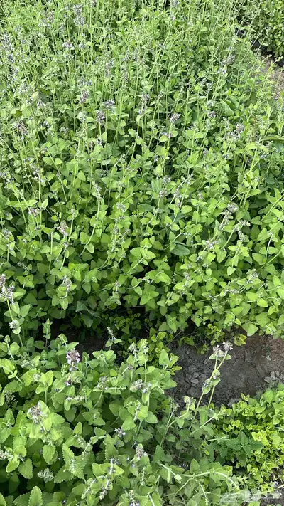 عطريات ومنكهات الشاهي 1