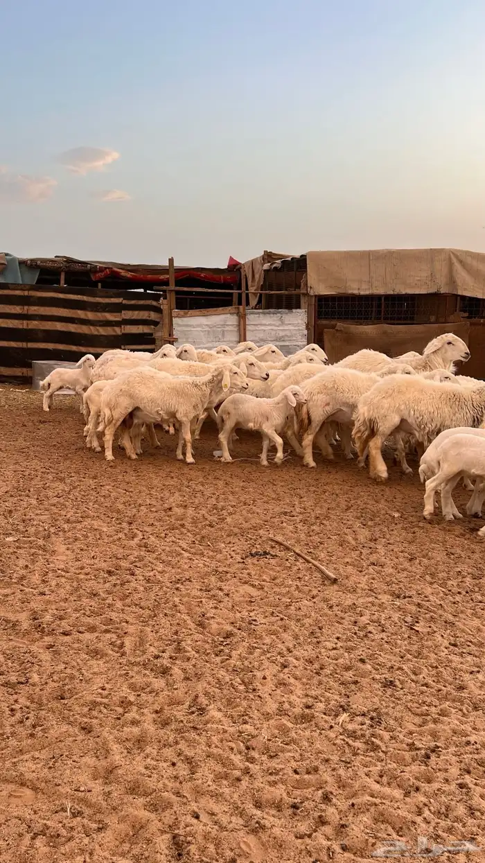 حريات متابيع ( تم البيع ) 1