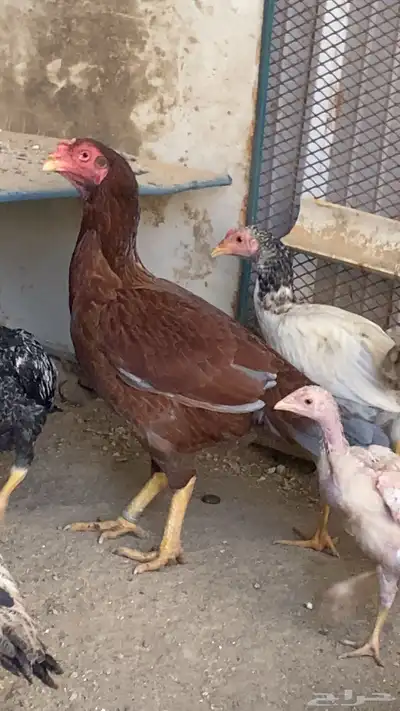 زوج دجاج من نسل أبو ريتاج للبيع 3