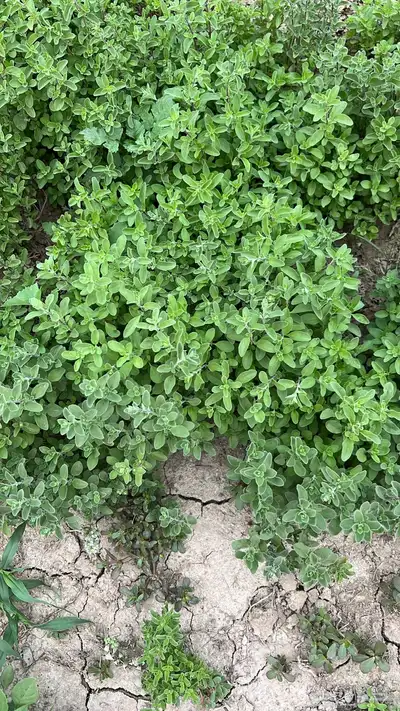 عطريات ومنكهات الشاهي 11
