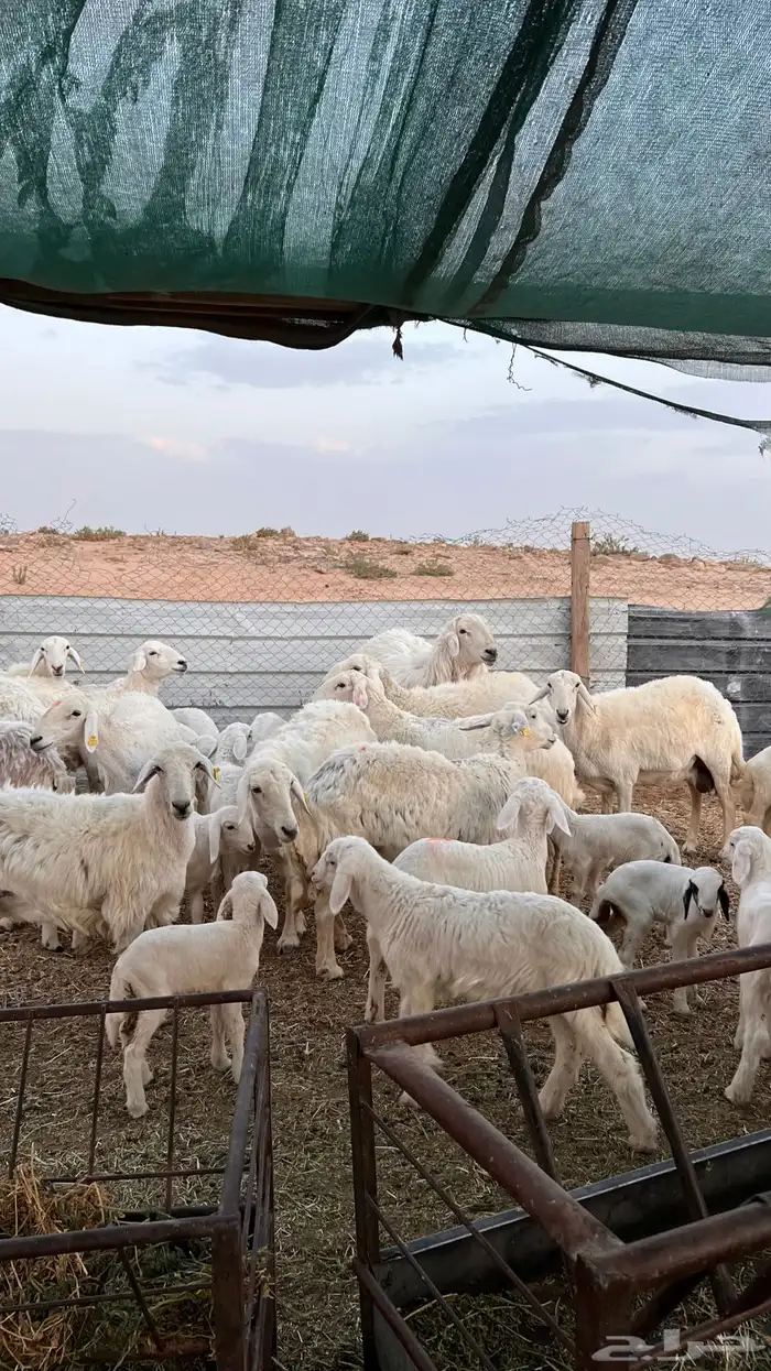 حريات متابيع ( تم البيع ) 5