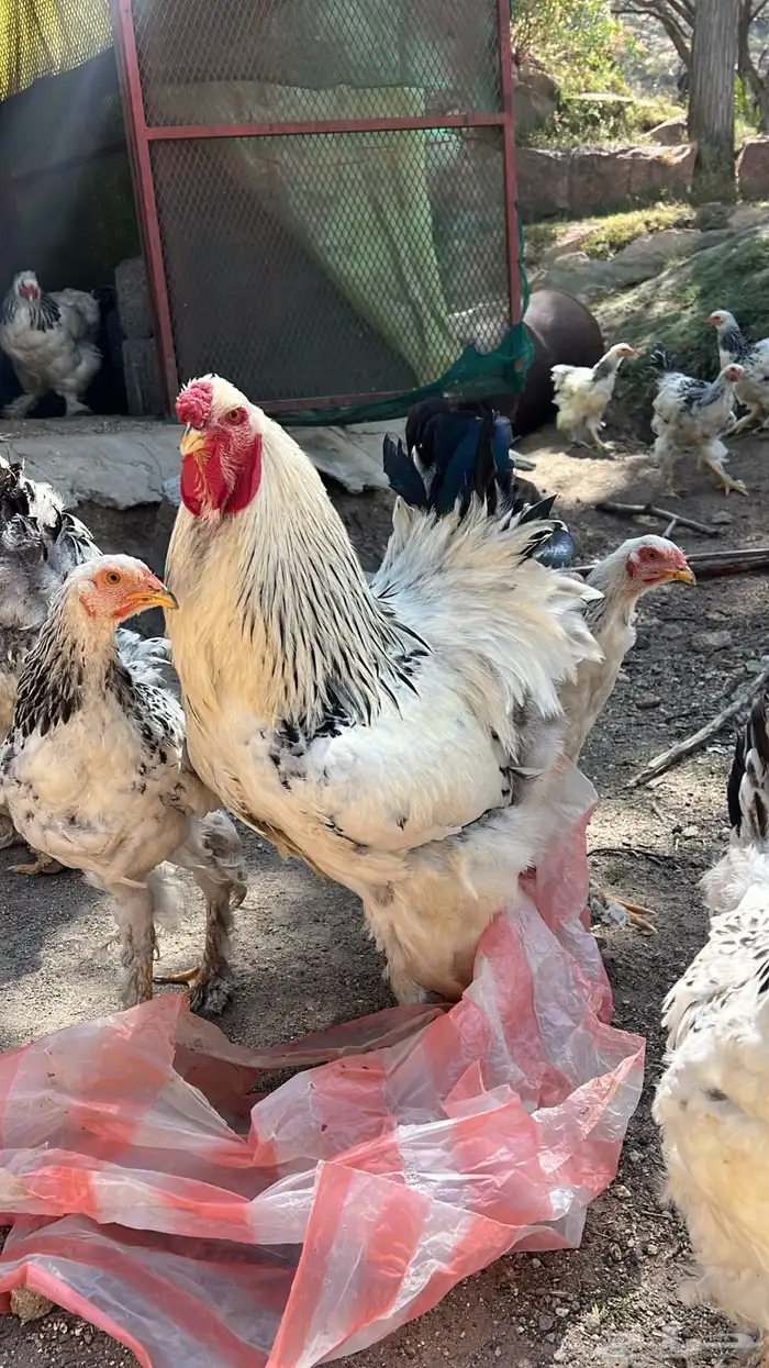 دجاج 0