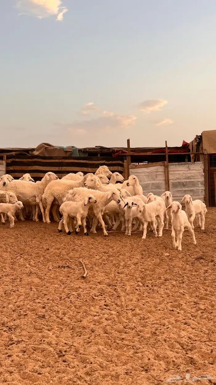 حريات متابيع ( تم البيع ) 2