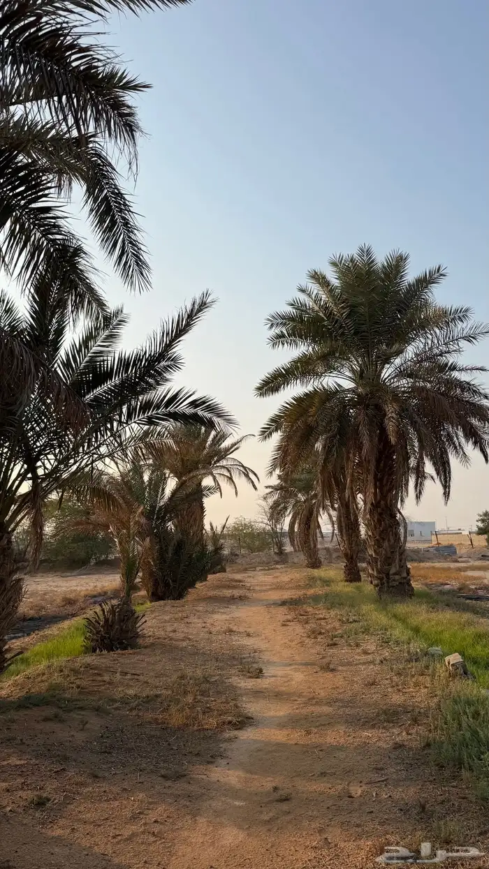 مزرعه للايجار في ضرما 13