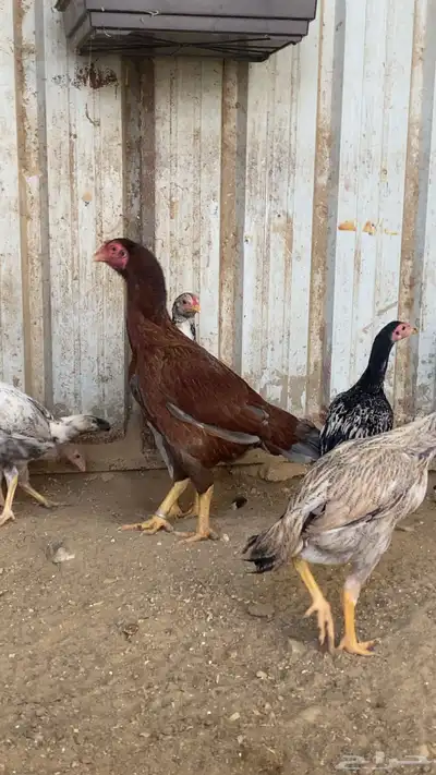 زوج دجاج من نسل أبو ريتاج للبيع 2