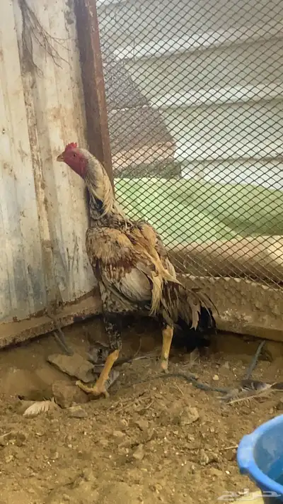 زوج دجاج من نسل أبو ريتاج للبيع 1