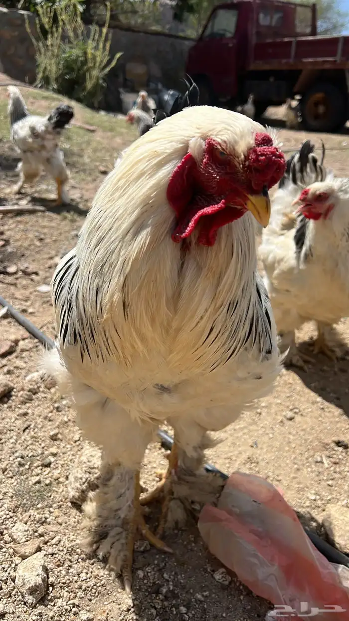 دجاج 1