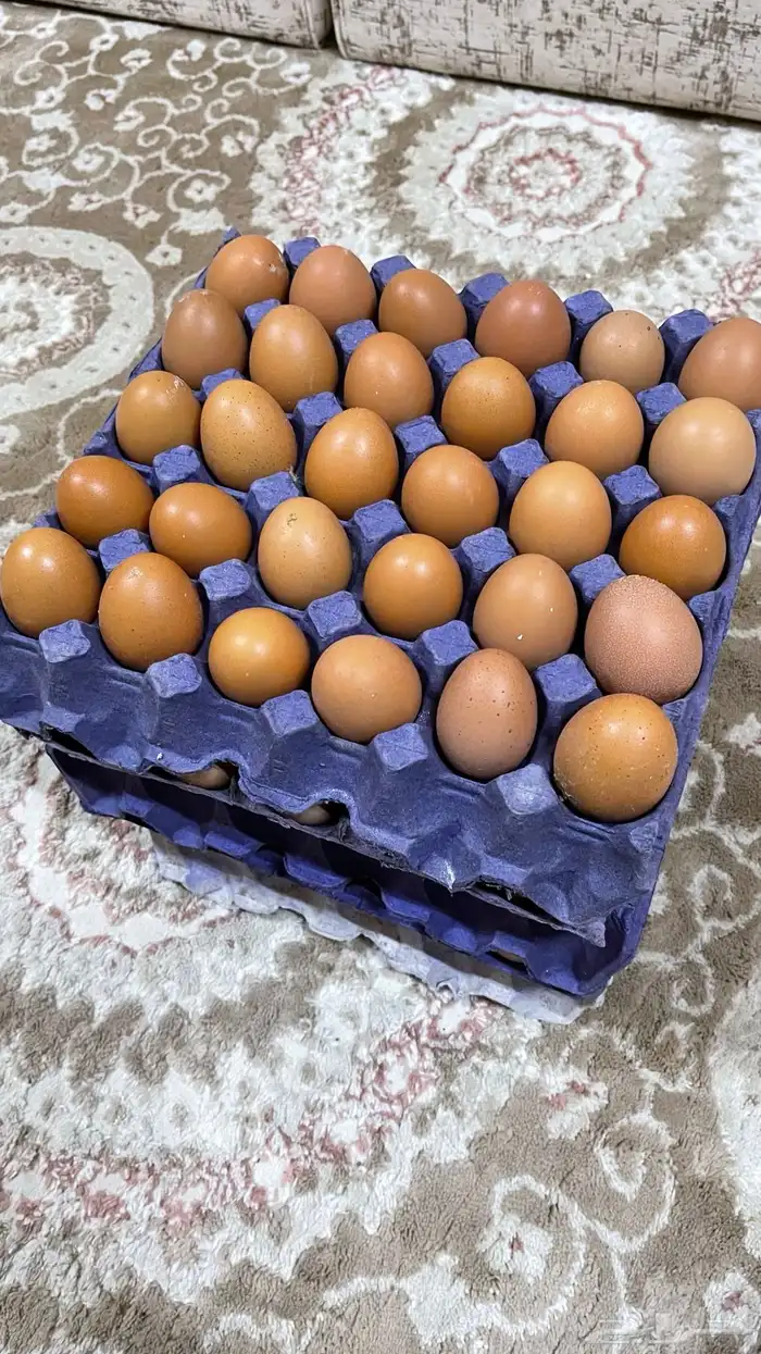 صوص لوهمان 3