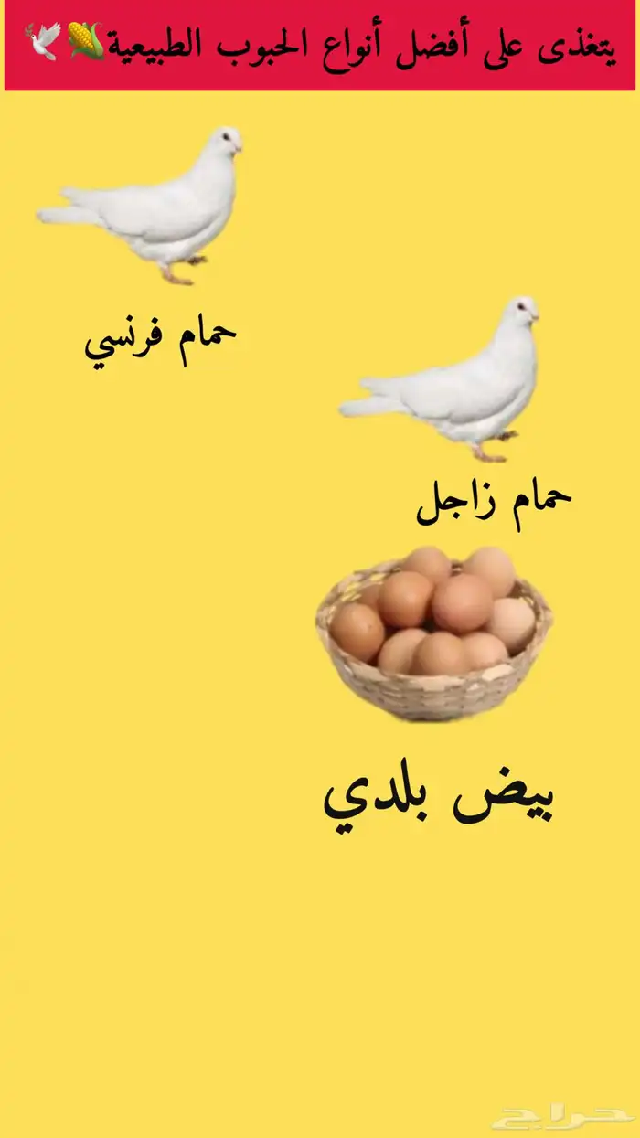 فراخة حمام فرنسي و حمام زاجل 1