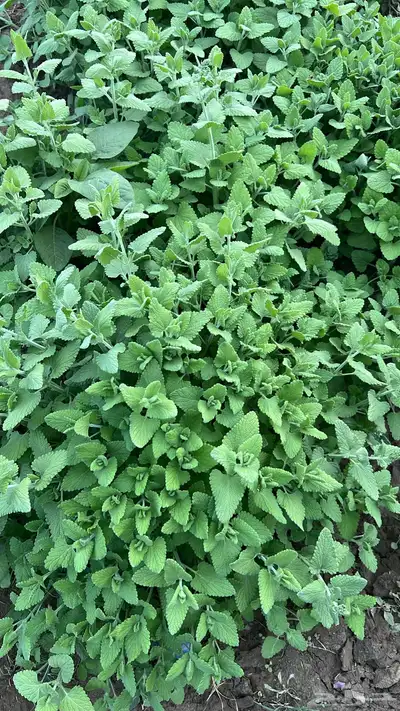 عطريات ومنكهات الشاهي 8