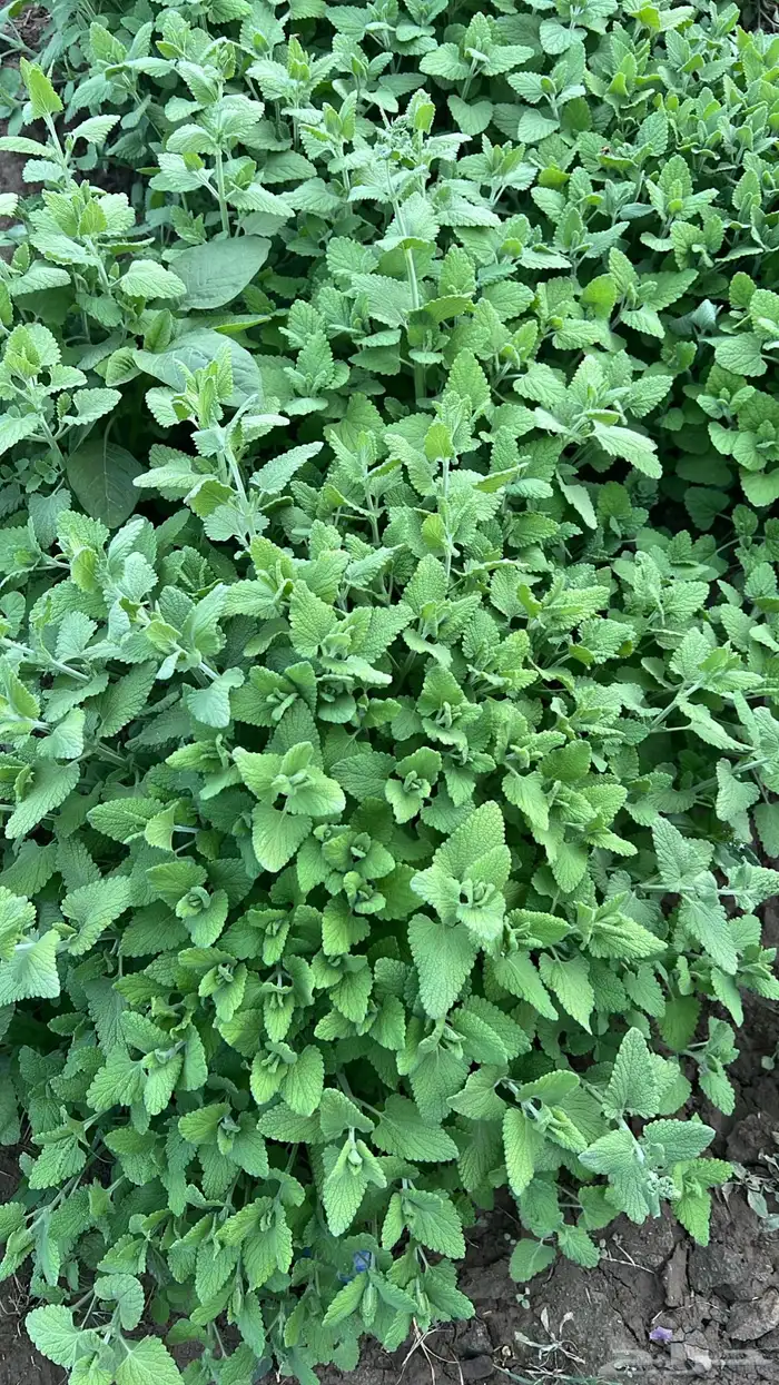 عطريات ومنكهات الشاهي 8
