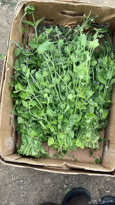 عطريات ومنكهات الشاهي 5