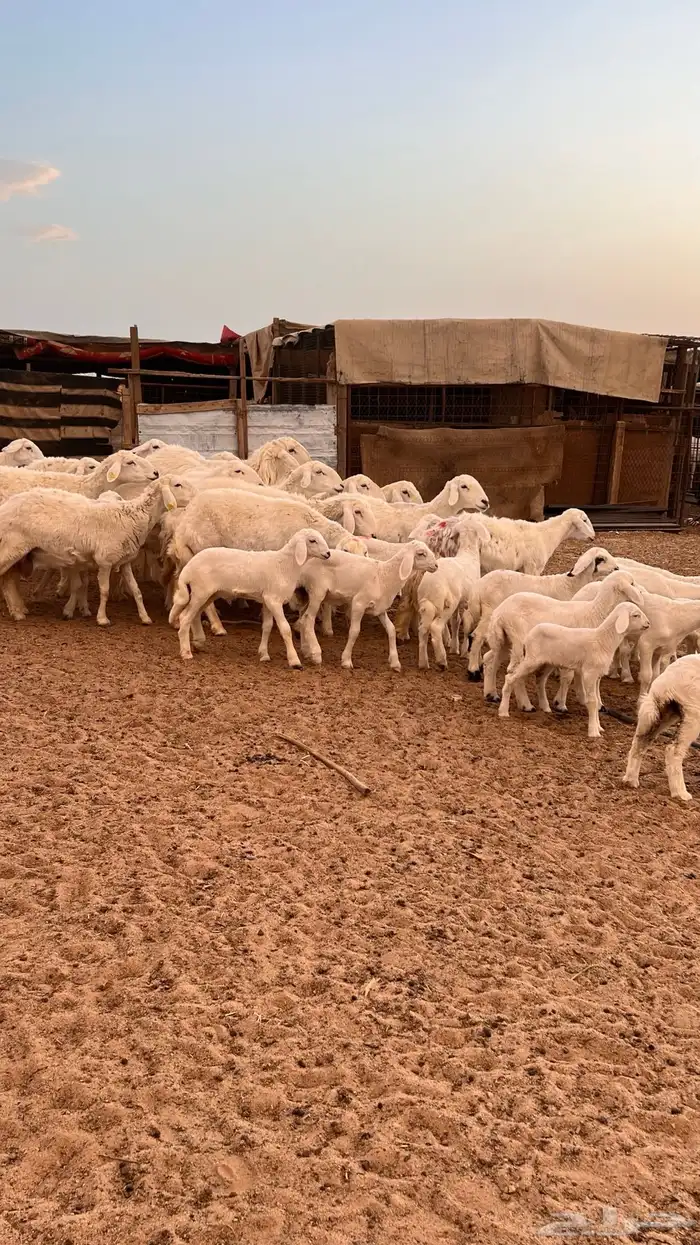 حريات متابيع ( تم البيع ) 0