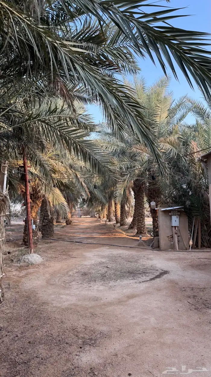 مزرعه للايجار في ضرما 9