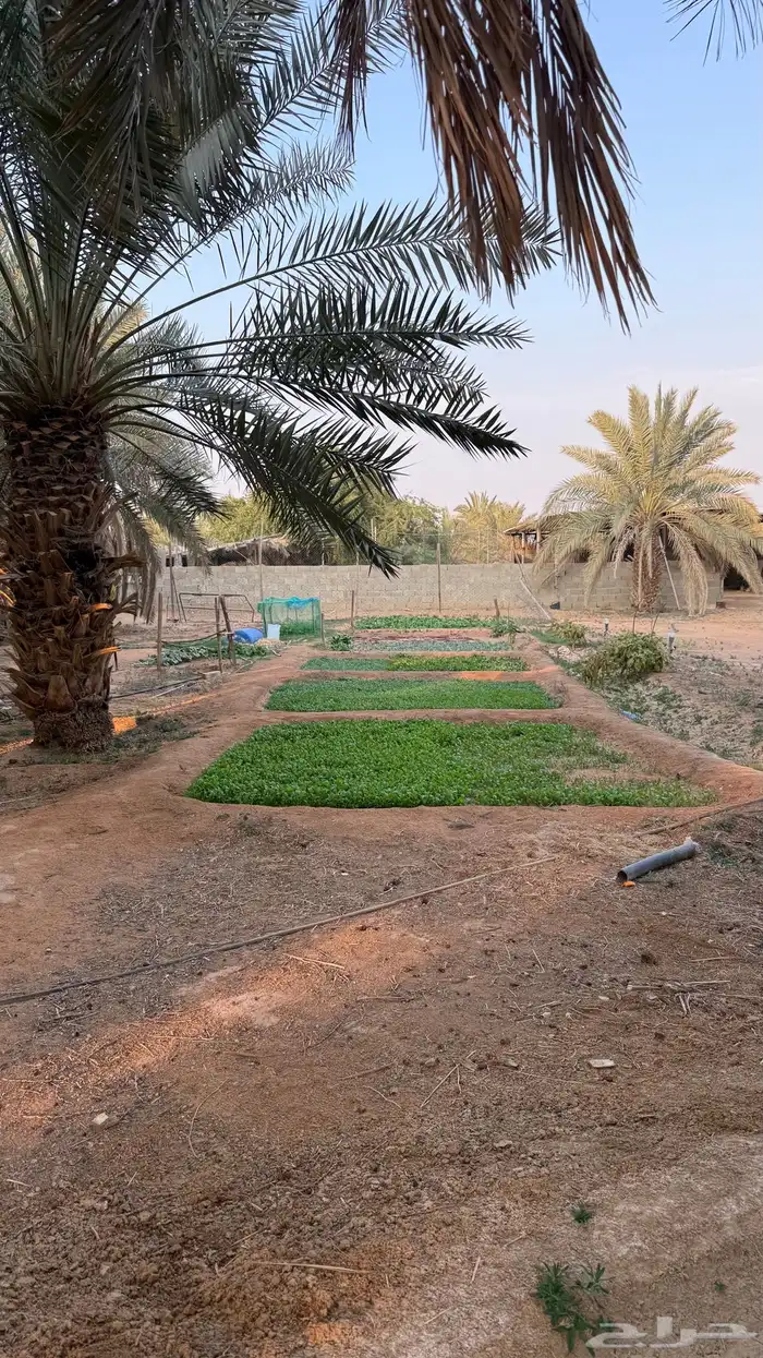 مزرعه للايجار في ضرما 5