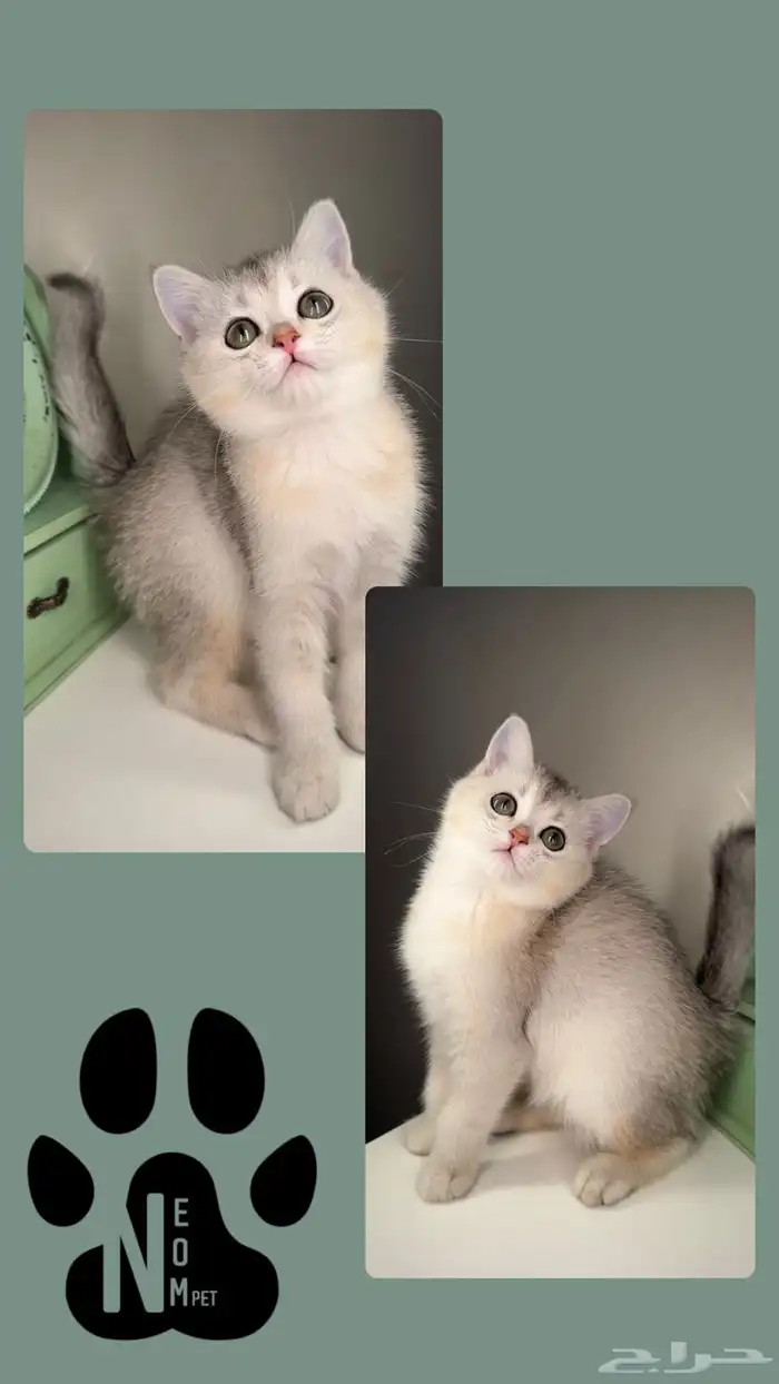 سكوتش فولد ستريت انثى ذكر كيتن قطط للبيع الرياض الخرج بريدة 4