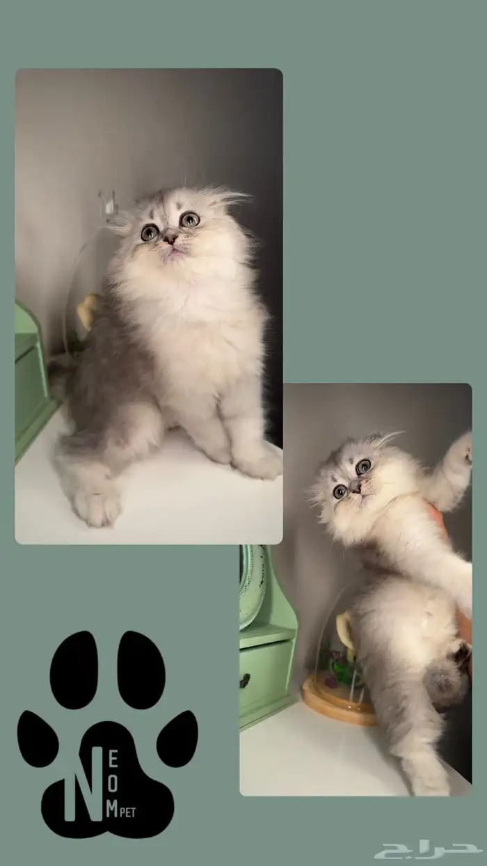 سكوتش فولد ستريت انثى ذكر كيتن قطط للبيع الرياض الخرج بريدة 6