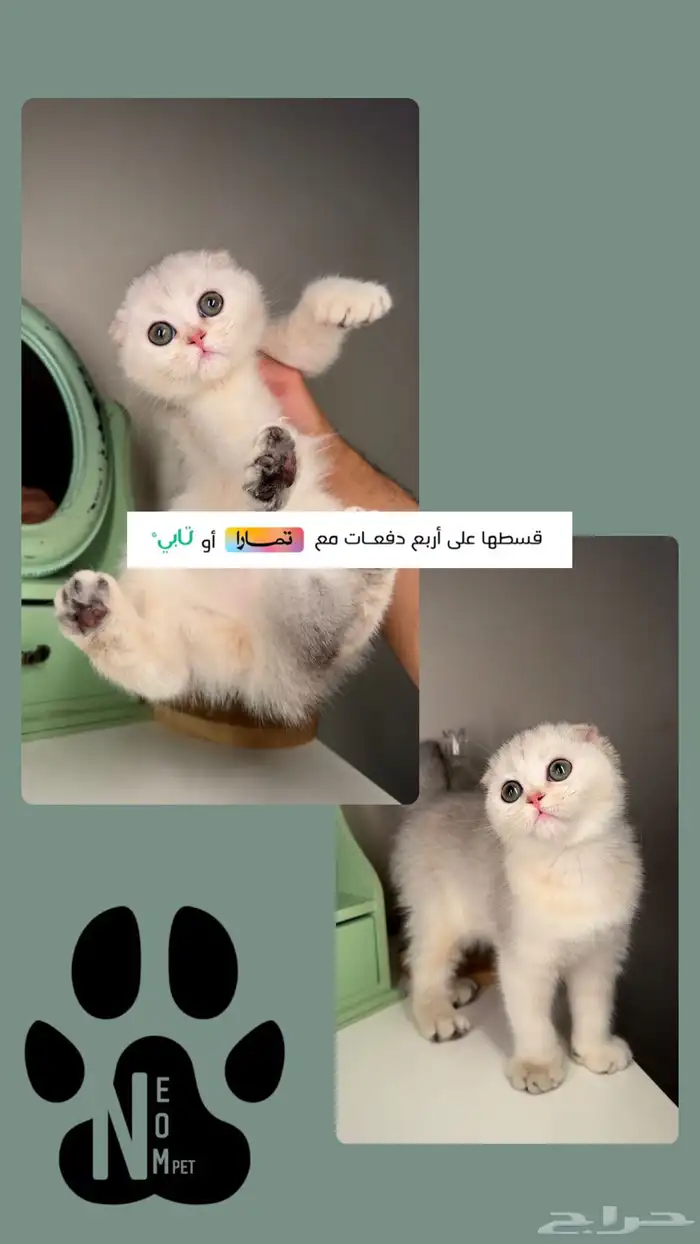 سكوتش فولد ستريت انثى ذكر كيتن قطط للبيع الرياض الخرج بريدة 1