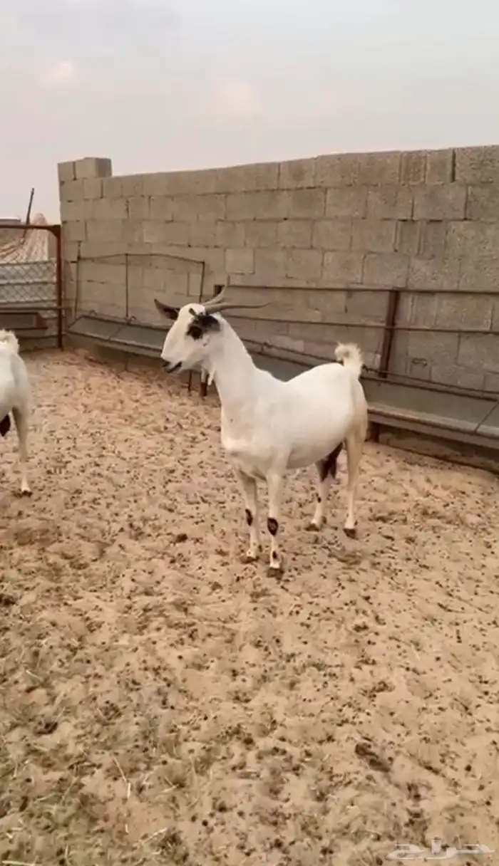 عنز بيشيه كحلا 0