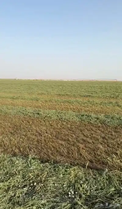 فرصة استثمارية مزرعة للبيع 4