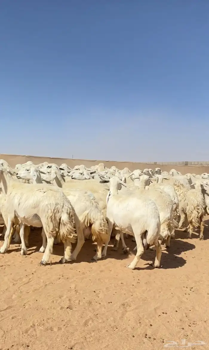 غنم حريات خلفات 140 تحتها 139 ( تم البيع ) 13