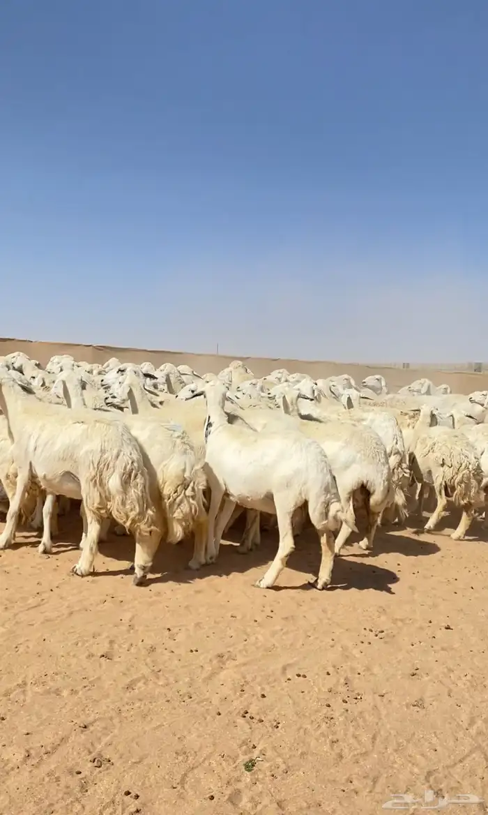 غنم حريات خلفات 140 تحتها 139 ( تم البيع ) 11