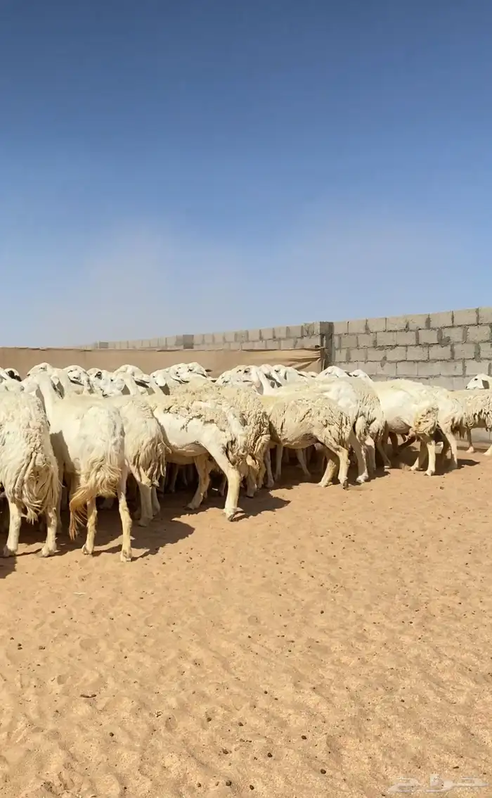 غنم حريات خلفات 140 تحتها 139 ( تم البيع ) 9