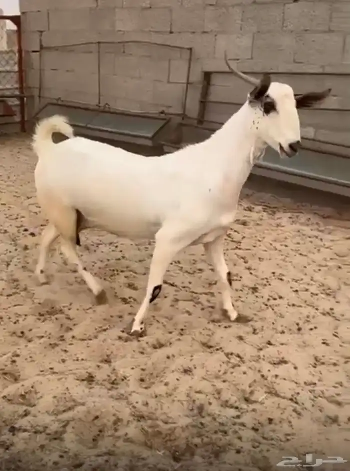 عنز بيشيه كحلا 1