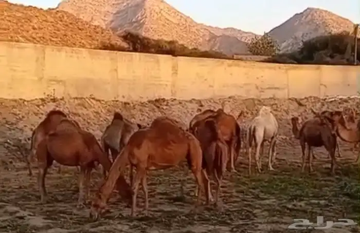 نياق لقح للبيع 1