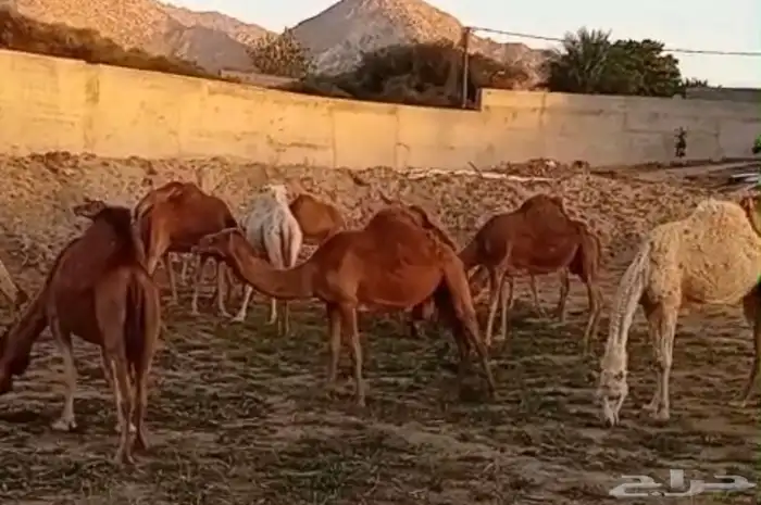 نياق لقح للبيع 3