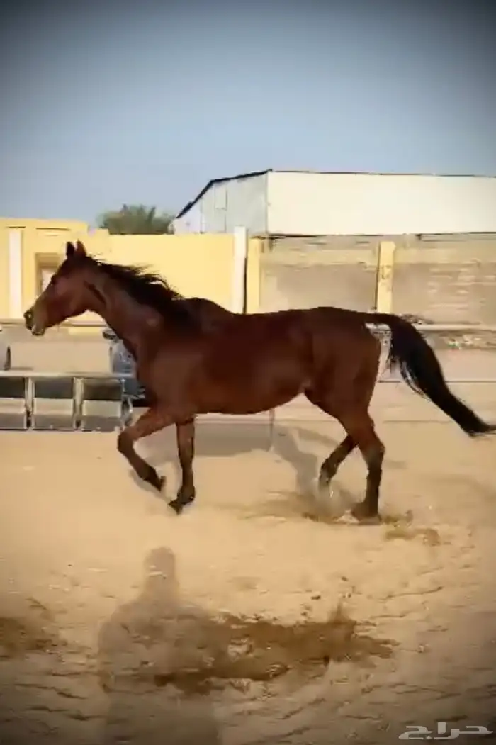 فرس انجليزيه مدرسة للطفل وتحتها مهر 2
