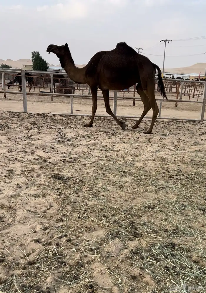 معشر طيب 0