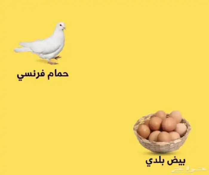 فراخة حمام فرنسي و حمام زاجل 2