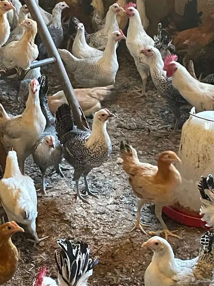 دجاج بلدي وفيومي 200حبه العمر 9 شهور ونصف 4