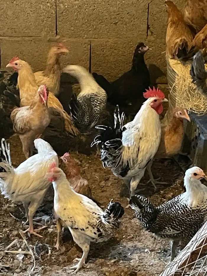 دجاج بلدي وفيومي 200حبه العمر 9 شهور ونصف 1