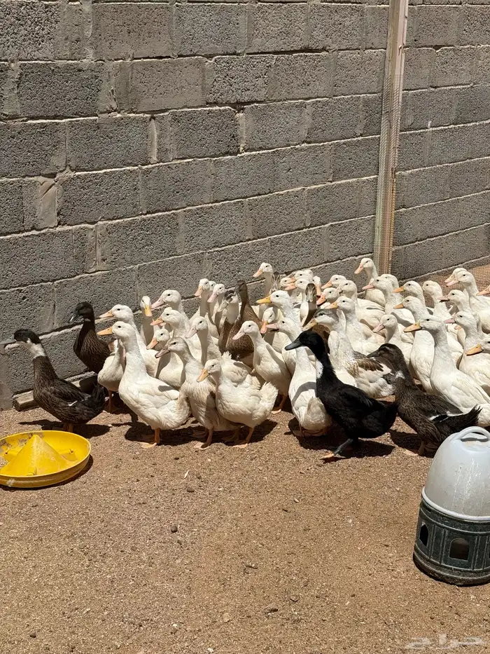 بط بكيني و شرشيري مباع مباع 0