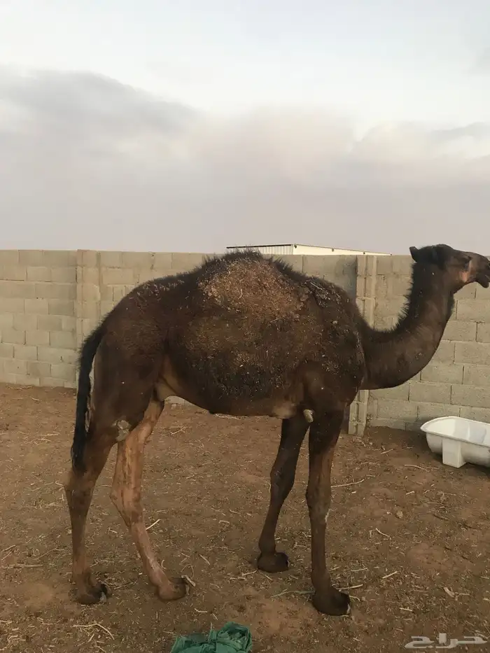 قعود مفرد حليب امها 1