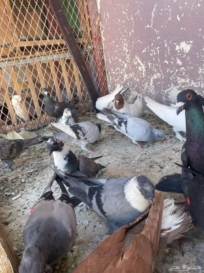 حمام كش 8