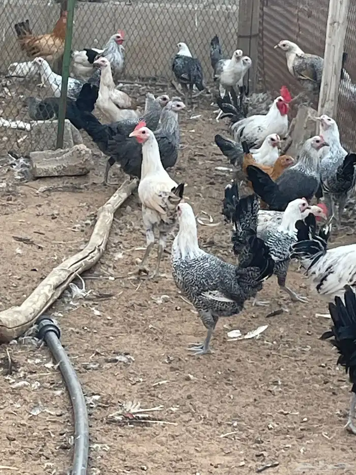 دجاج بلدي وفيومي 200حبه العمر 9 شهور ونصف 2