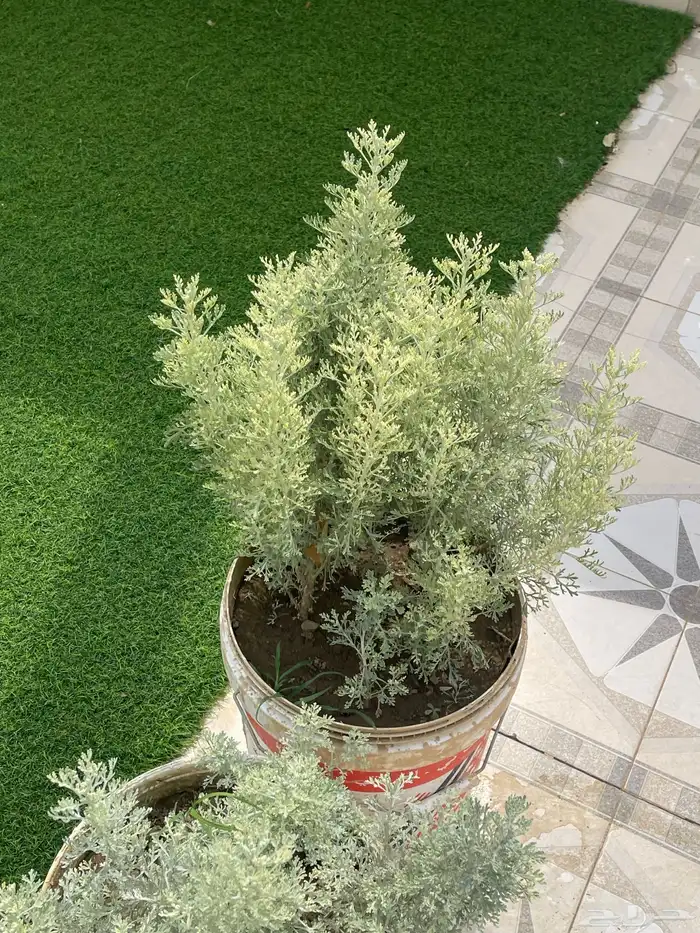 برك وسداب ونعناع وحبق ووزاب الحق ماتلحق 1