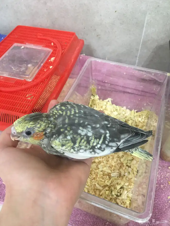 فروخ للبيع 3