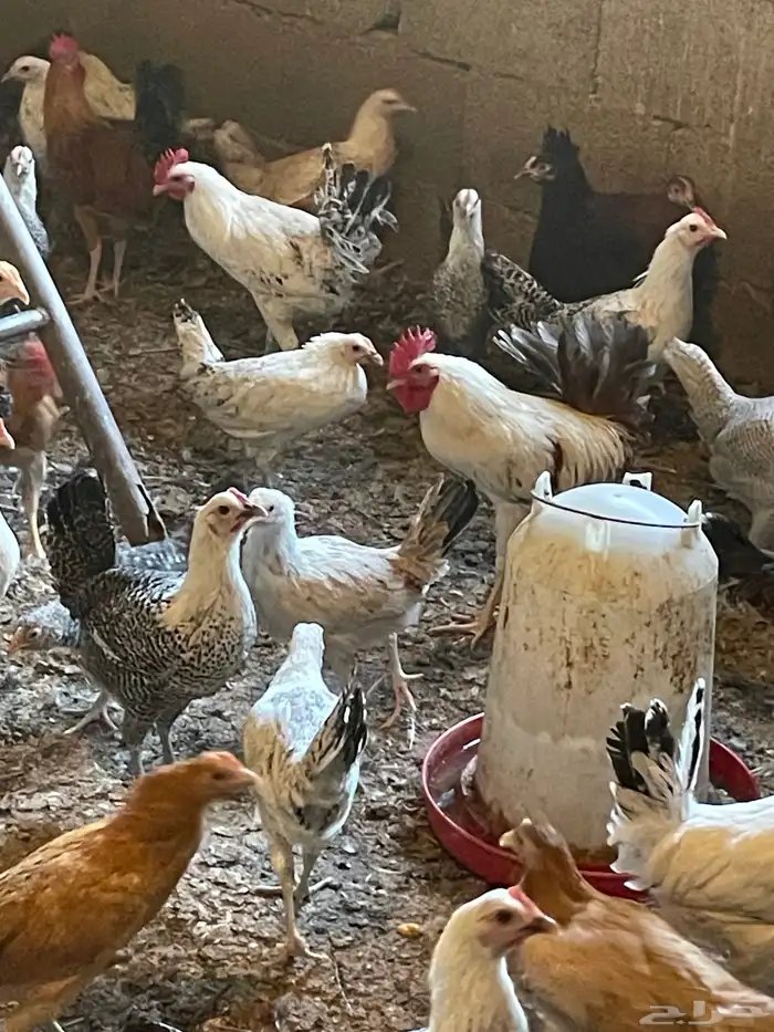 دجاج بلدي وفيومي 200حبه العمر 9 شهور ونصف 3