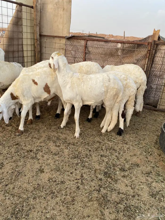 سواكني مرابي تربيه 3 شهور سواكن ابيض خرفان طليان 2
