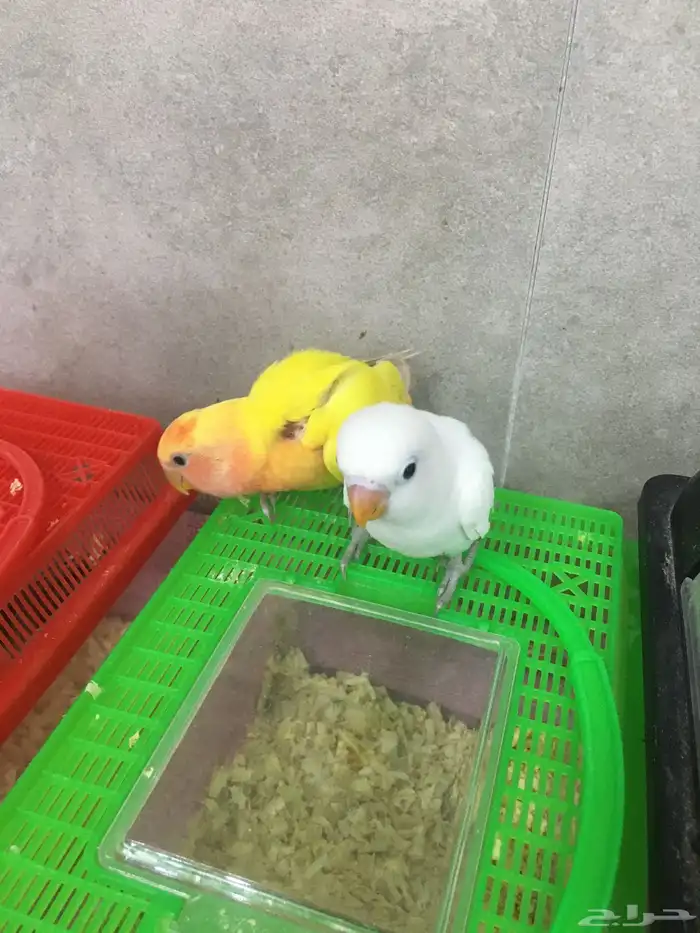 فروخ للبيع 1