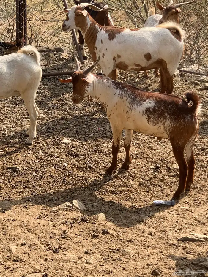 ماعز مقنى تم البيع 3