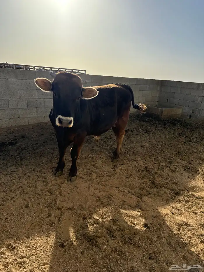 ثور الماني طيب عمره سنه 0