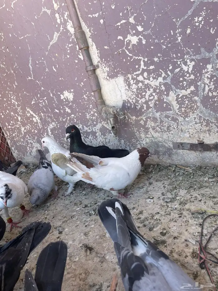 حمام كش 7