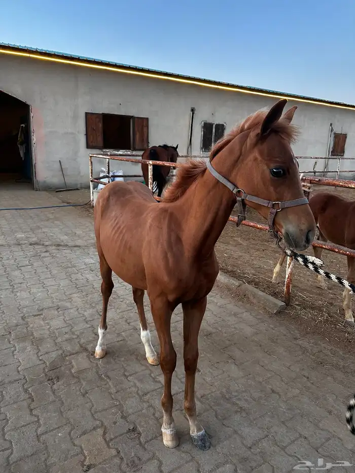 خيل 1